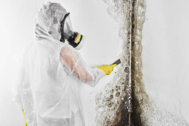 Best Mold Removal Company Near Me  in North Plymouth, MA