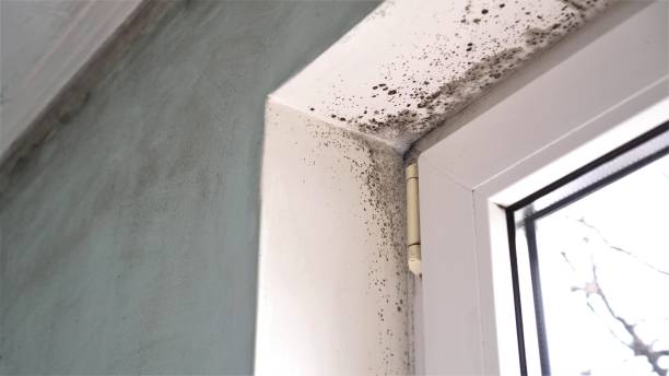 Best Same-Day Mold Removal  in North Plymouth, MA