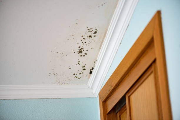 Best Mold Remediation Services  in North Plymouth, MA