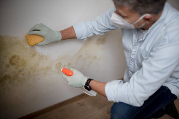 Best Mold Cleaning Services  in North Plymouth, MA