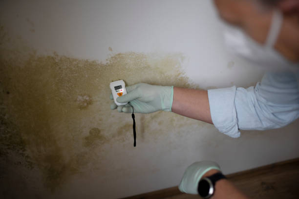 Best Commercial Mold Removal  in North Plymouth, MA