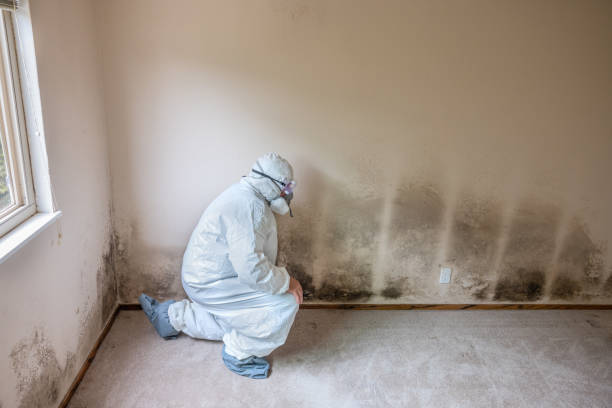 Best Professional Mold Removal  in North Plymouth, MA