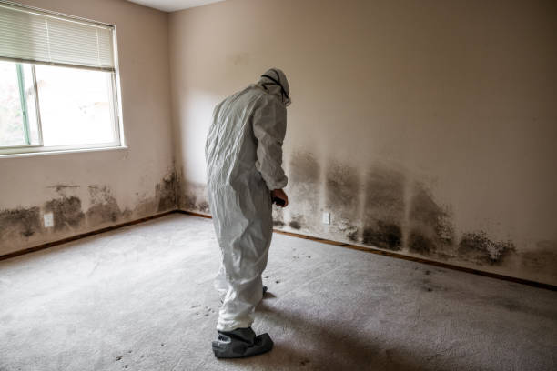 Best Emergency Mold Removal  in North Plymouth, MA