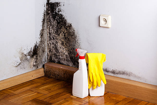 North Plymouth, MA Mold Removal Company