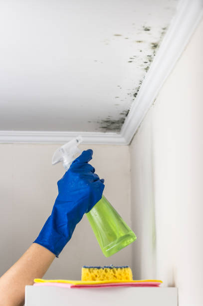 Best Home Mold Removal  in North Plymouth, MA