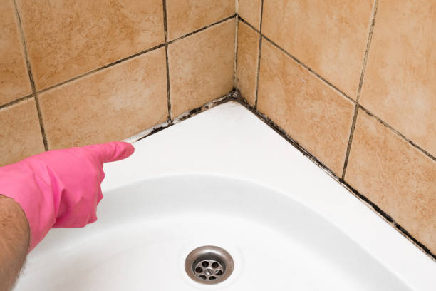 Best Mold Damage Repair  in North Plymouth, MA
