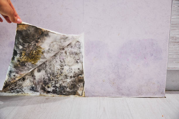 Best Mold Remediation  in North Plymouth, MA